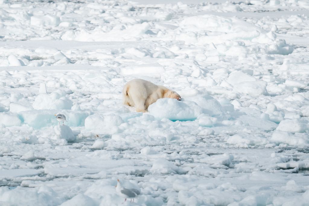 ours polaire glacier spitzberg printemps
